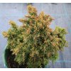 Cryptomeria japonica 'Gyokuro' - kryptomérie japonská