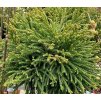 Cryptomeria japonica 'Little Diamond' - kryptomérie japonská