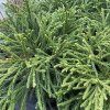 Cryptomeria japonica 'Little Champion' - kryptomérie japonská