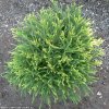 Cryptomeria japonica 'Little Champion' - kryptomérie japonská