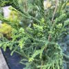 Cryptomeria japonica 'Rasen' 'Spiralis' - kryptomérie japonská
