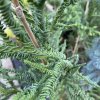 Cryptomeria japonica 'Rasen' 'Spiralis' - kryptomérie japonská