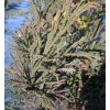 Cryptomeria japonica 'Rasen' 'Spiralis' - kryptomérie japonská