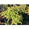 Cryptomeria japonica 'Spiraliter Falcata' - kryptomérie japonská