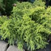 Cryptomeria japonica 'Twinkle Toes - kryptomérie japonská