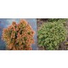 Cryptomeria japonica 'Vilmoriniana' - kryptomérie japonská