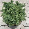 Cryptomeria japonica 'Yokohama' - kryptomérie japonská