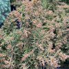 Cryptomeria japonica 'Yokohama' - kryptomérie japonská