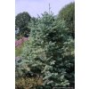 Cunninghamia lanceolata 'Glauca' - ostrolistec kopinatý