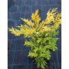 Cupressocyparis leylandii 'Gold Ridder' - cypřišovec Leylandův