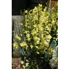 Cytisus 'Dukaat' - čilimník / janovec