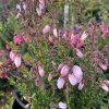 Daboecia cantabrica 'Pink Tina' - dabécie kantabrijská / irský vřes