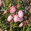 Daboecia cantabrica 'Pink Tina' - dabécie kantabrijská / irský vřes