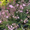 Daboecia cantabrica 'Pink Tina' - dabécie kantabrijská / irský vřes