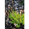 Daboecia cantabrica 'Sarah' - dabécie kantabrijská / irský vřes