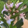 Daphne odora 'Perfume Princess' - lýkovec