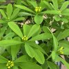 Daphne 'Royal Crown' - lýkovec