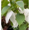 Davidia involucrata - davídie listenová