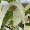 Davidia involucrata 'Sonoma' - davídie listenová