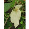 Davidia involucrata 'Sonoma' - davídie listenová