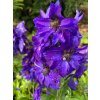Delphinium 'Dark Blue Dark Bee' - ostrožka stračka