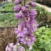 Delphinium Pacific-Serie 'Astolat' - ostrožka stračka