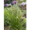 Deschampsia caespitosa 'Goldtau' - metlice trsnatá