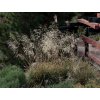 Deschampsia caespitosa 'Goldtau' - metlice trsnatá