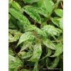Deutzia crenata 'Variegata' - trojpuk