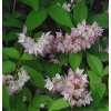 Deutzia x hybrida 'Magicien' - trojpuk