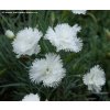 Dianthus gratianopolitanus 'Ohrid' - karafiát, hvozdík