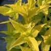 Diervilla 'Honeybee' - zanice
