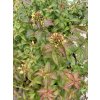 Diervillea 'Troja Black' - zanice