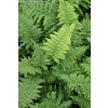 Dryopteris affinis 'Crispa' - kapraď rezavá