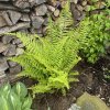 Dryopteris affinis 'Cristata the King' - kapraď rezavá