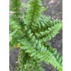 Dryopteris affinis 'Pinderi' - kapraď rezavá