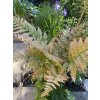 Dryopteris erythrosora 'Brilliance' - kapraď