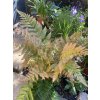 Dryopteris erythrosora 'Brilliance' - kapraď