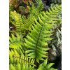 Dryopteris wallichiana - kapraď Wallichova
