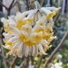 Edgeworthia chrysantha 'Grangiflora' - edgevortie