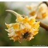 Edgeworthia chrysantha 'Grangiflora' - edgevortie