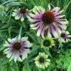 Echinacea purpurea 'Green Twister' - třapatka
