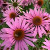 Echinacea purpurea 'Magnus' - třapatkovka