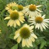 Echinacea purpurea 'Mellow Yellows' - třapatka
