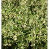 Elaeagnus commutata - hlošina stříbrná