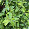 Elaeagnus multiflora - hlošina mnohokvětá