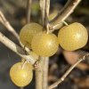 Elaeagnus umbellata 'Fortunella' - hlošina okoličnatá