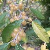 Elaeagnus umbellata 'Fortunella' - hlošina okoličnatá