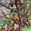 Elaeagnus umbellata 'Hidden Springs' - hlošina okoličnatá