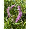 Elsholtzia stauntonii - klasnatka